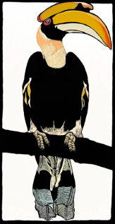 colour hornbill